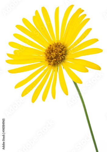 Fototapeta Naklejka Na Ścianę i Meble -  Yellow flower of Daisy, original botanical name - Doronicum orientale, flower isolated on white background 1:1 macro lens shot