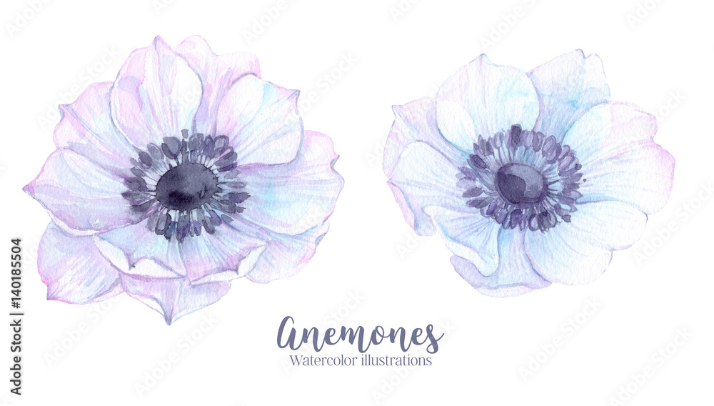 Hand drawn watercolor illustrations. Anemones flowers. Perfect for invitations, greeting cards, blogs, posters and more