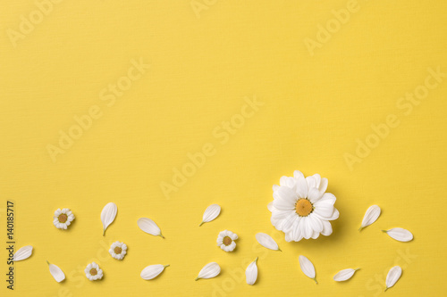 Spring or summer background with copy space for text: chamomiles and petals, white flower with yellow heart. Top view. Flat lay.