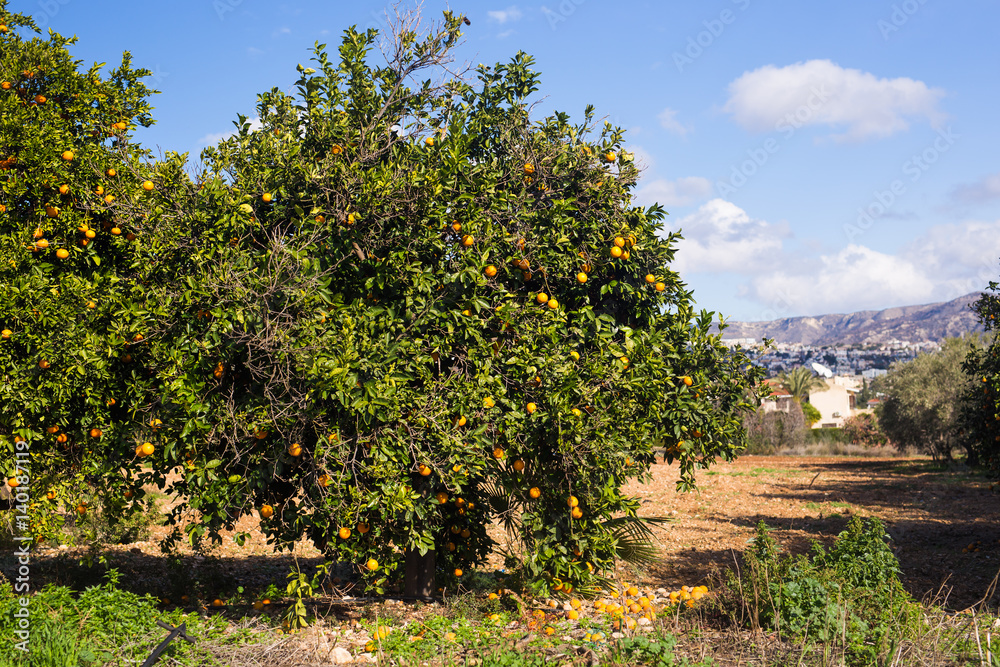 orange trees plantations