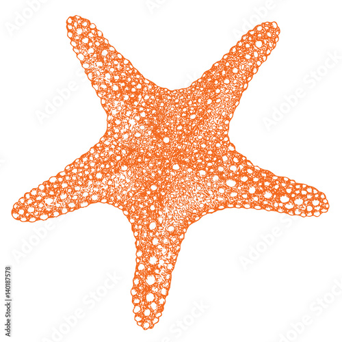 Starfish Isolated object Hand drawing style