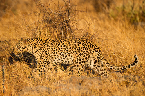 Canvas Print Leopard in the wild