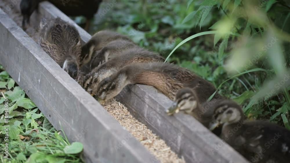 Many small ducks eat food from a special box. Farm or zoo with waterfowl. Many small ducks eat food from a special box. Farm or zoo with waterfowl.