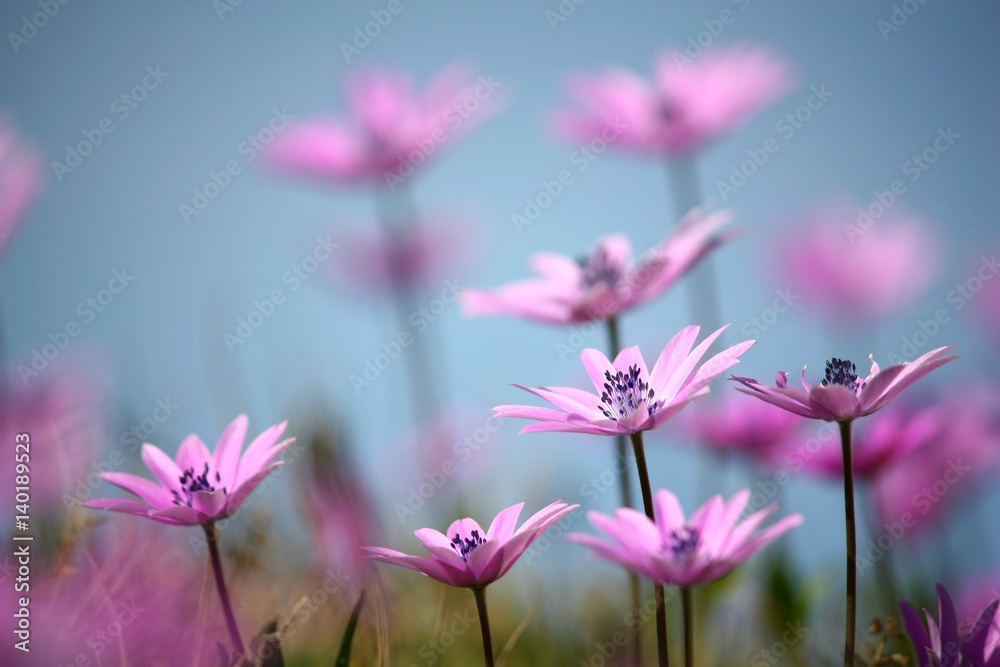 'anemoni lilla di primavera' 