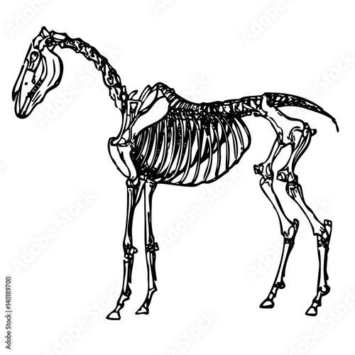 the skeleton of a horse