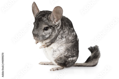 Grey chinchilla isolated on a white photo