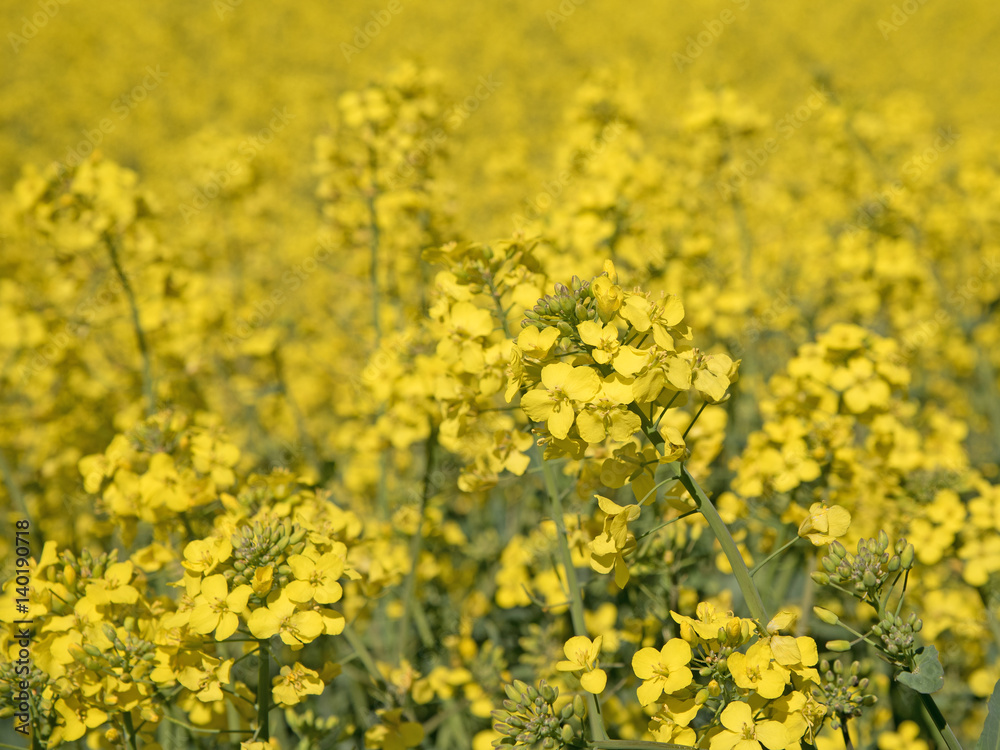 Fototapeta premium Rapsfeld, Raps, Brassica napus