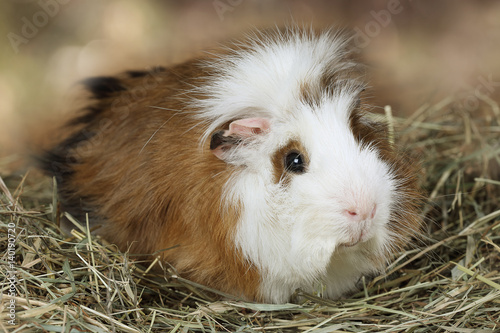 Domestic guinea pig