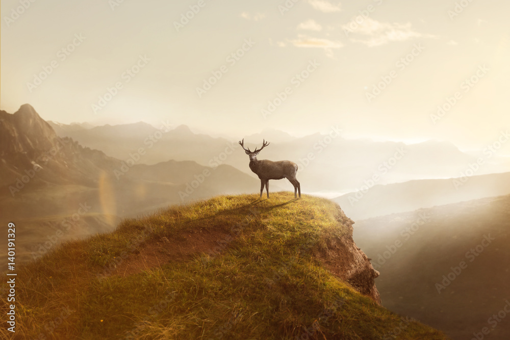 Naklejka premium Hirsch bei Sonnenaufgang auf einem Berg