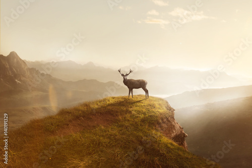 Hirsch bei Sonnenaufgang  auf einem Berg photo