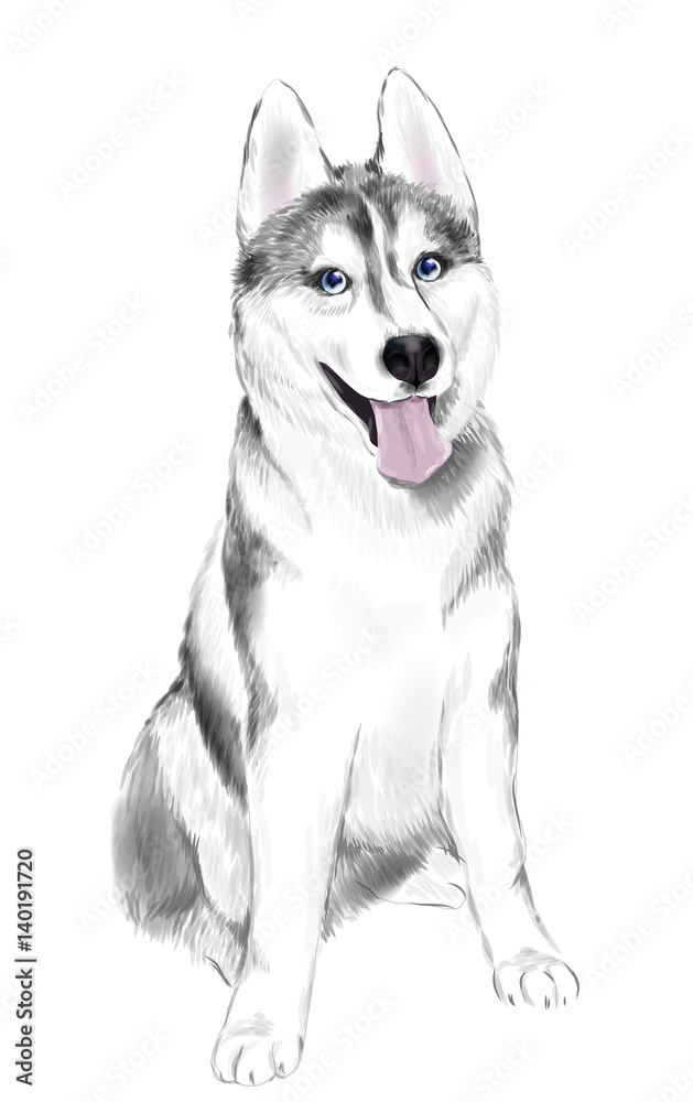 White And Gray Adult Siberian Husky Dog Or Sibirsky Husky With Blue Eyes