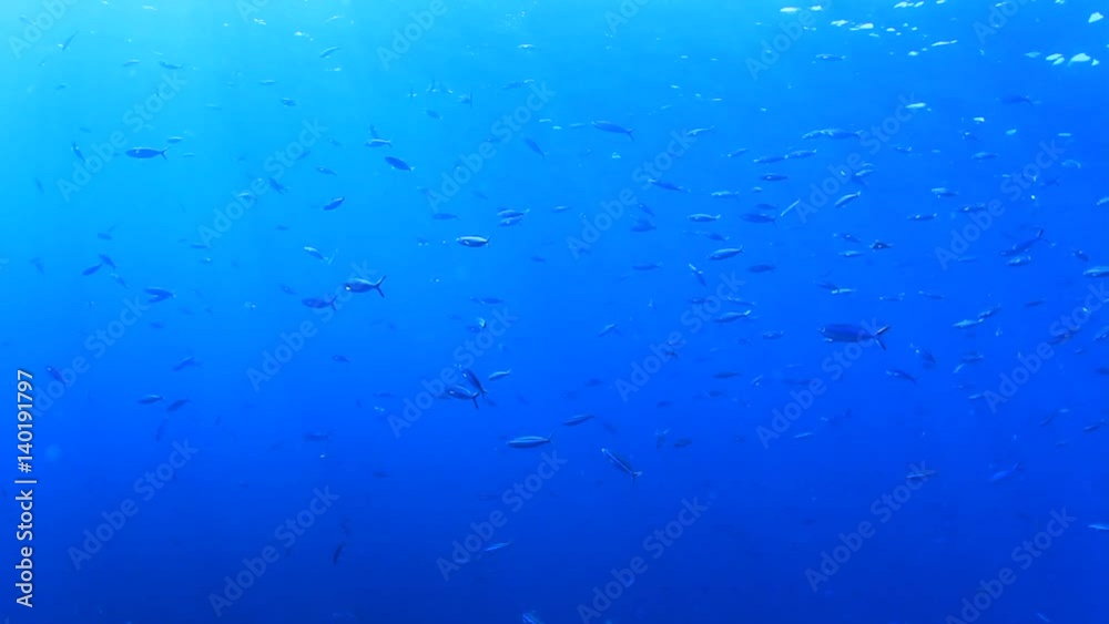 Underwater fish in ocean Underwater fish in ocean