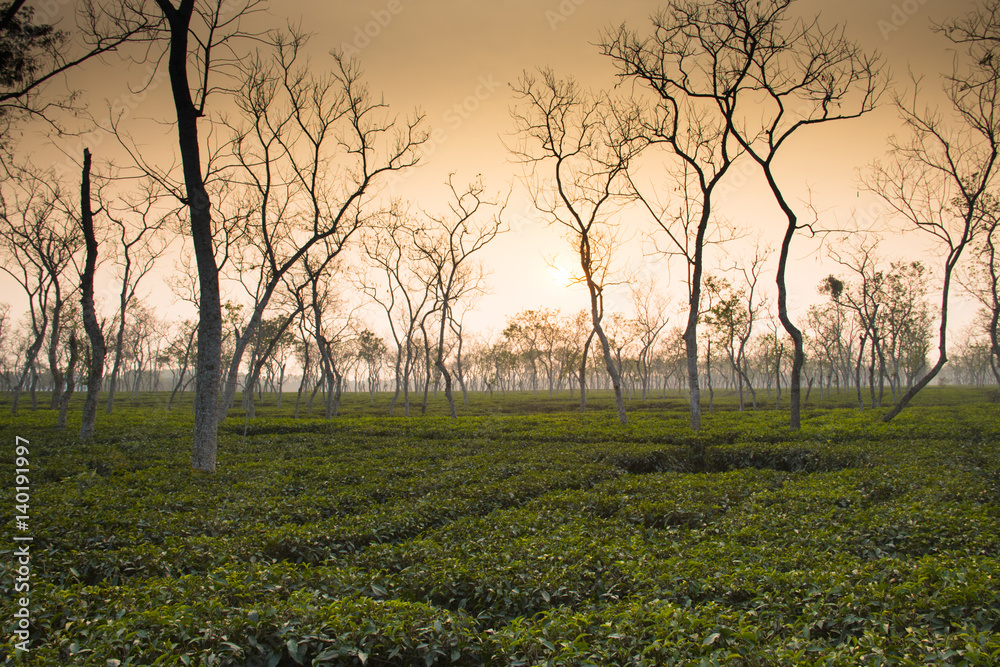 Tea fields in Srimangal in the Sylhet division of Bangladesh
