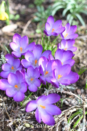 View of blooming spring flowers crocus growing in wildlife
