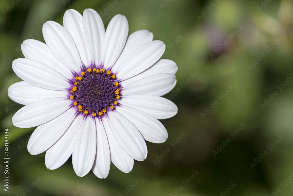 Fototapeta premium Macro photograph of a white daisy