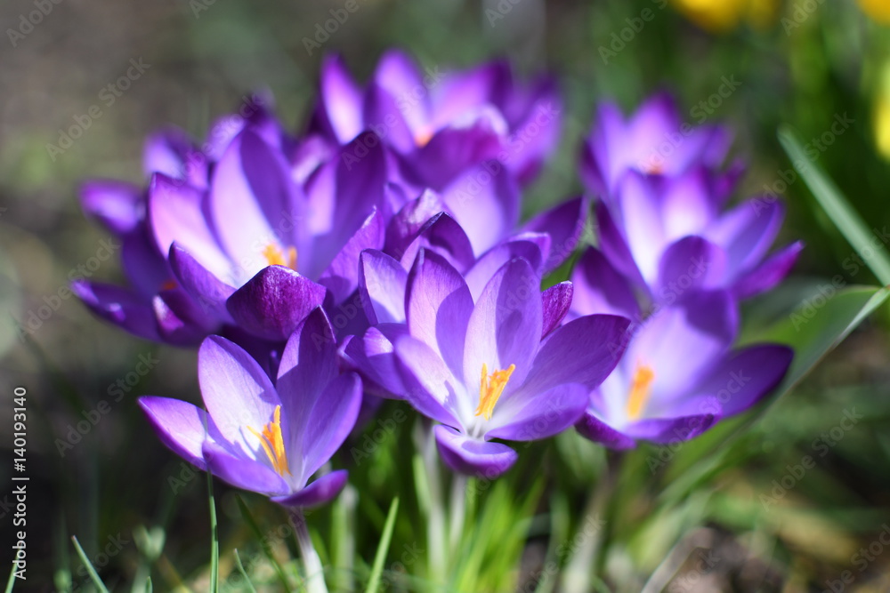 View of blooming spring flowers crocus growing in wildlife