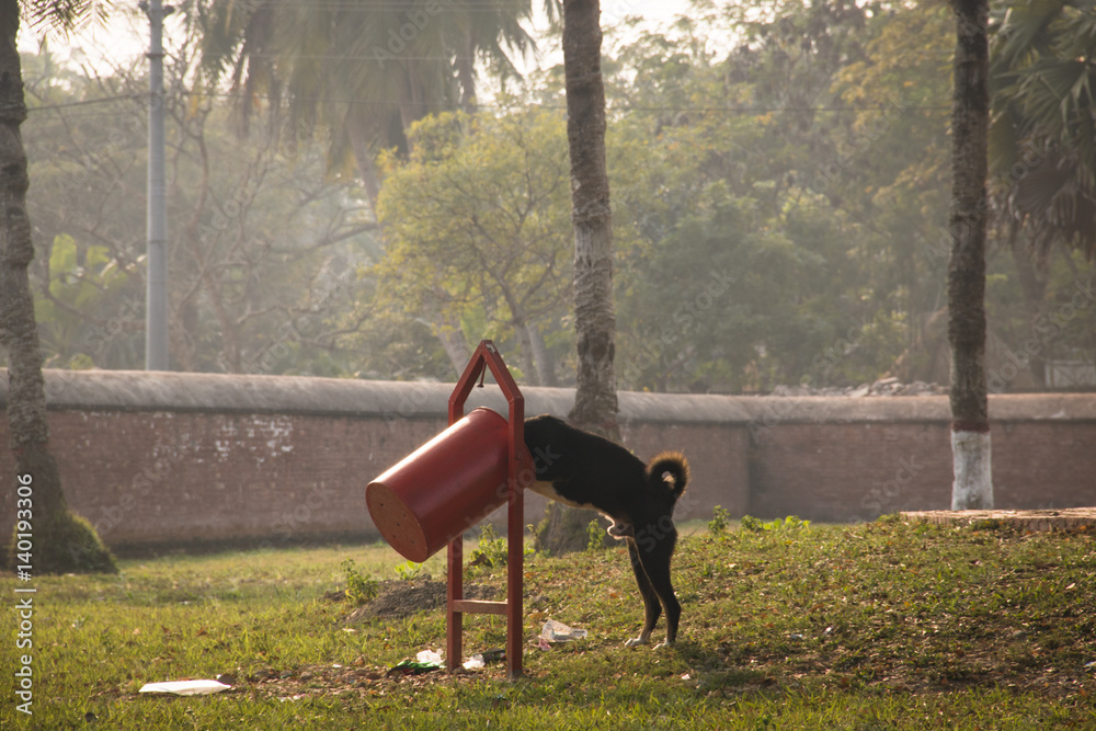 Dog eating from a garbage can at the Shait Gumbad Mosque in Bagerhat, Bangladesh