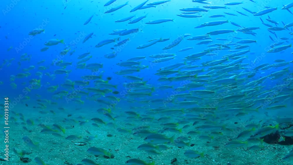 School of juvenile Yellowtail Barracuda fish on underwater shipwreck School of juvenile Yellowtail Barracuda fish on underwater shipwreck