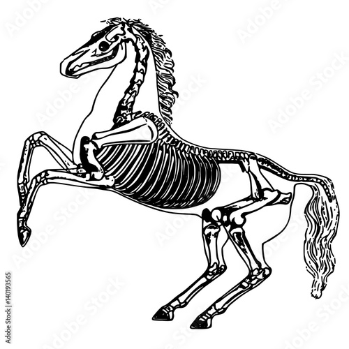 anatomy horse skeleton. Equestrian sport, the idea for the logo. The animal horse is insulated. The structure of the horses