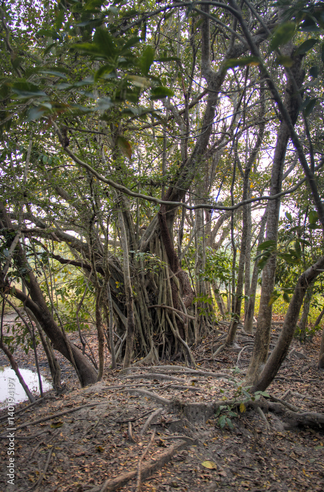 Tree in the Sundarbans national park, famous for its Royal Bengal Tiger in Bangladesh
Tree in the Sundarbans national park, famous for its Royal Bengal Tiger in Bangladesh