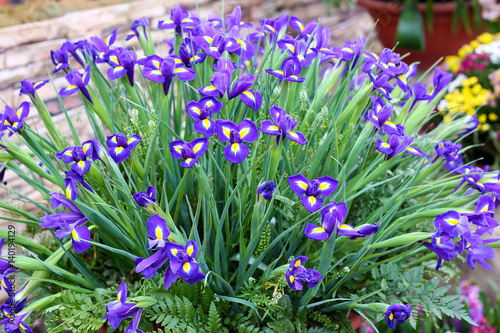 Fototapeta Naklejka Na Ścianę i Meble -  Bouquet of irises
