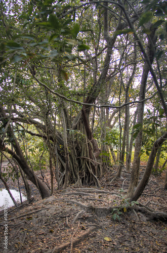 Tree in the Sundarbans national park, famous for its Royal Bengal Tiger in Bangladesh 