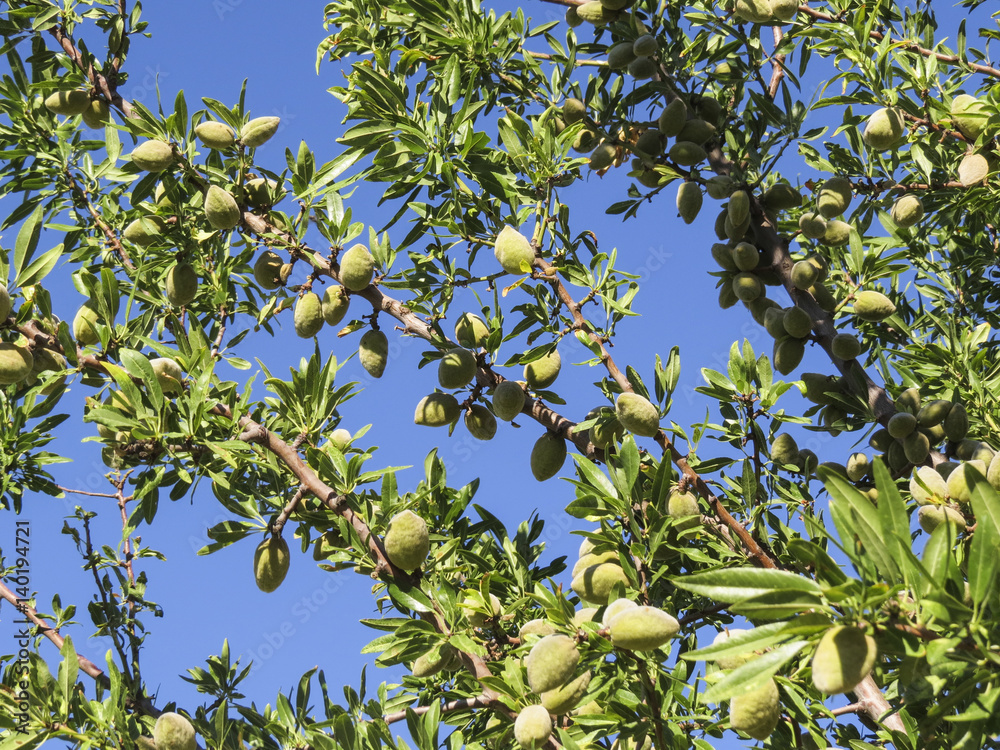 Almond plant in Sicily, Italy