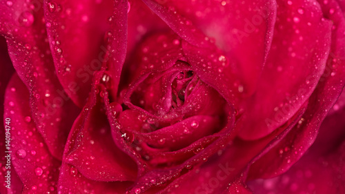 Fototapeta Naklejka Na Ścianę i Meble -  Rose flower with drops of water. Macro photography, small depth of field