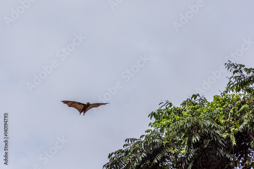 A flying fox aka fruit bat in flight during the day time with over cast grey sky back ground and tree tops. photo