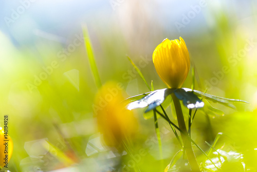 Blühender Winterling (Eranthis hyemalis; Syn.: Eranthis hiemalis L.), frühlingsblume, Frühlingserwachen, Ostern, Allertal, Niedersachsen, Deutschland  photo