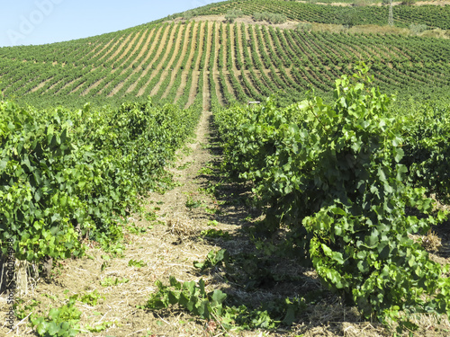 vineyard in Sicily, Italy