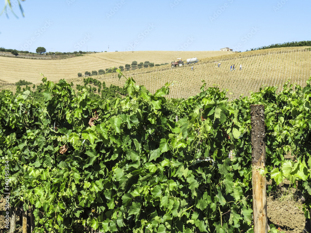 vine plants and fields in Sicily, Italy