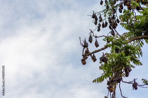 A tree full of roosting flying foxes aka fruit bats during the day time with forest jungle of the Philippines in the background.
