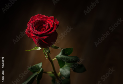 Red rose. Macro shot with shallow depth of field.