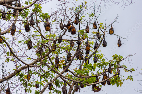 A tree full of roosting flying foxes aka fruit bats during the day time with forest jungle of the Philippines in the background.