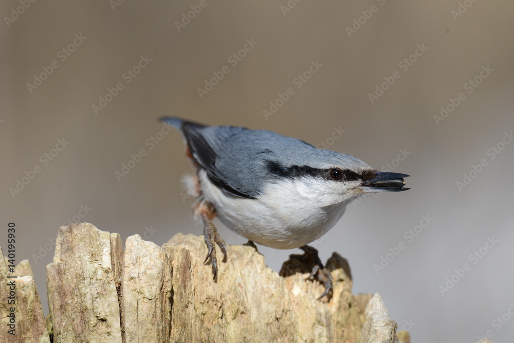 Eurasian nuthatch sitting on a tree with seeds in its beak