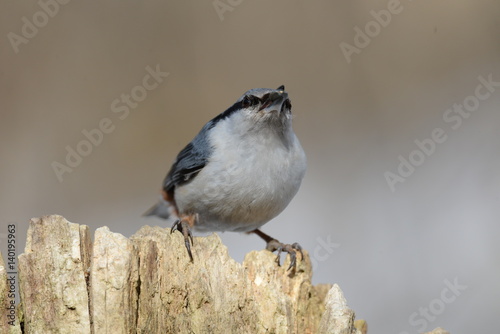 Eurasian nuthatch sitting on a tree with seeds in its beak