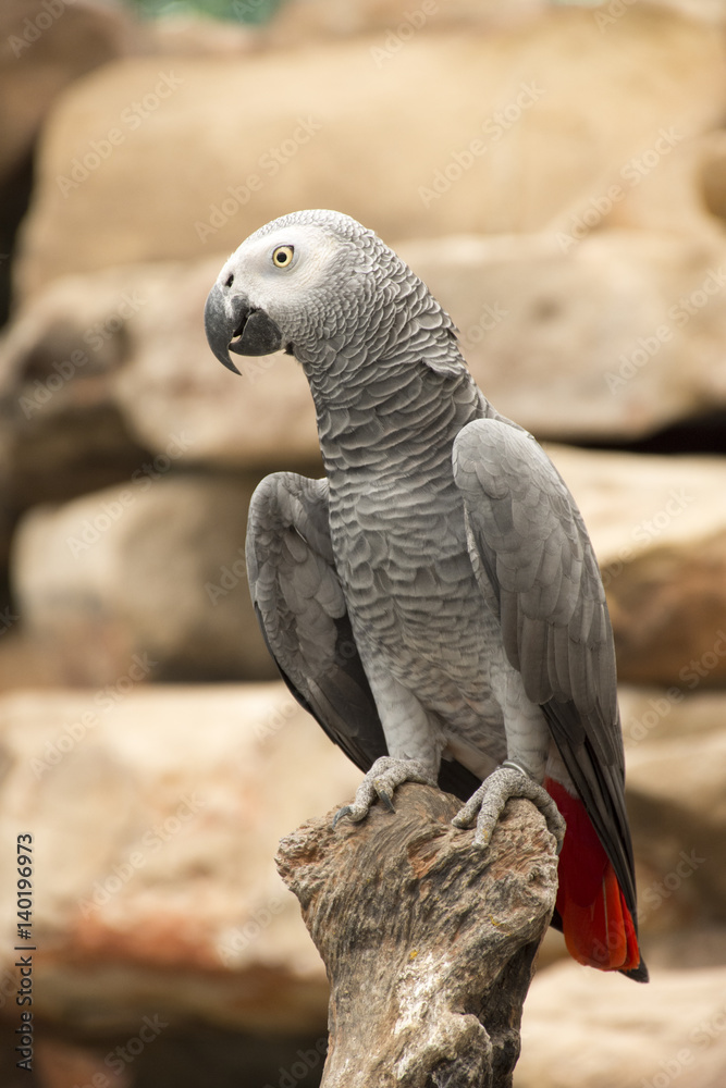 Obraz premium Grey parrot on a branch