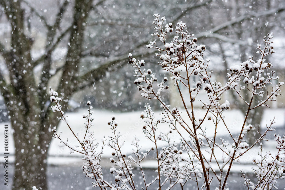 Fresh Neighborhood Snow Fresh Neighborhood Snow