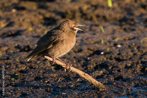 young common starling photo