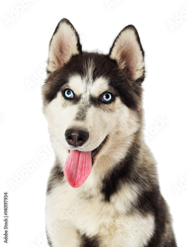 Portrait of Siberian husky on white background