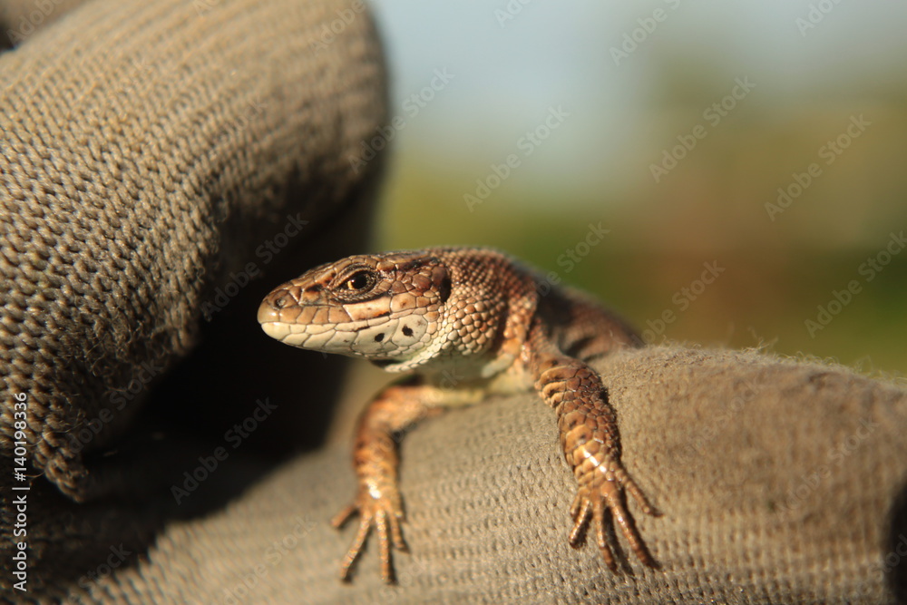 Naklejka premium lizard reptile