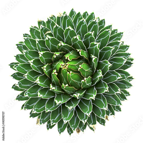 Cactus [Agave victoria-reginae] isolated