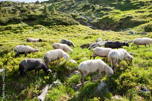 Sheep in the alpine meadows © Vitalfoto