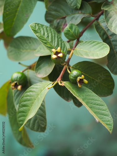 guava tree with leaves