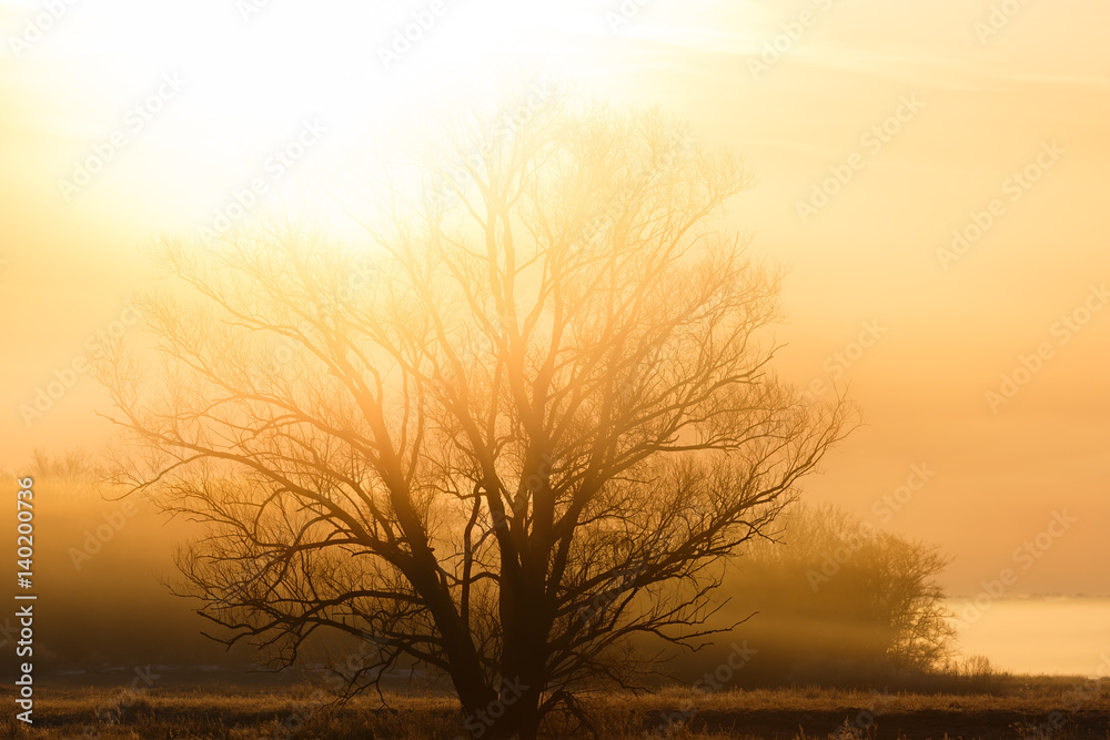 A tree without leaves in the rays of the rising sun. The forest is in a fog. A tree without leaves in the rays of the rising sun. The forest is in a fog.