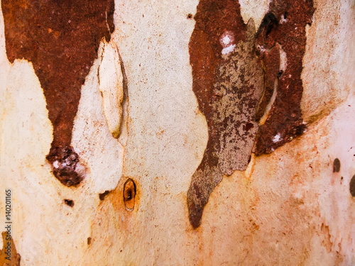 old tree bark texture background
