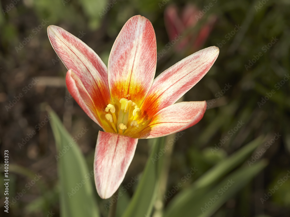 Tulip in grass Tulip in grass