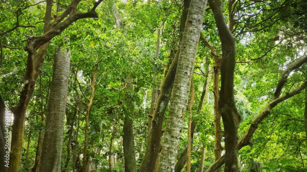 High tropical trees in evergreen foorest High tropical trees in evergreen foorest