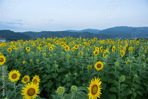 朝のひまわり畑